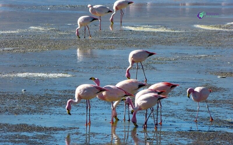 flamencos laguna roja